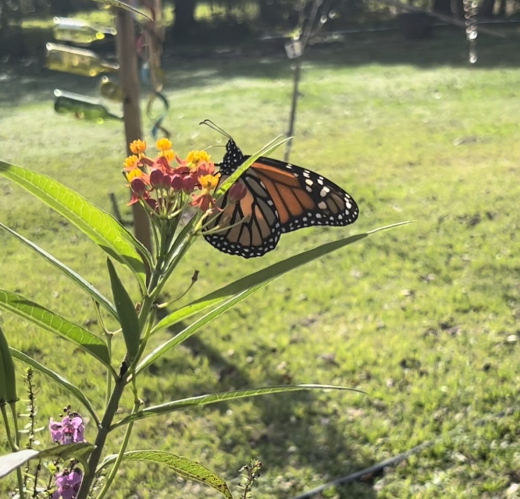 Simple Garden Life
