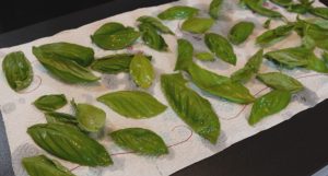 4 Ways To Preserve Basil